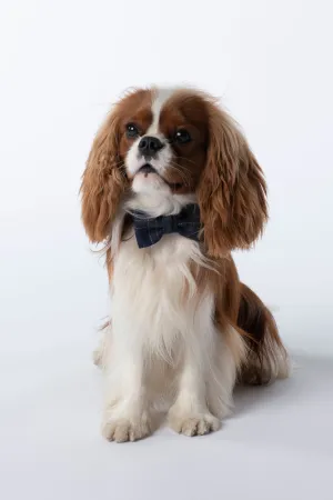 EXCLUSIVE MIST DAPPER DOG BOW TIE