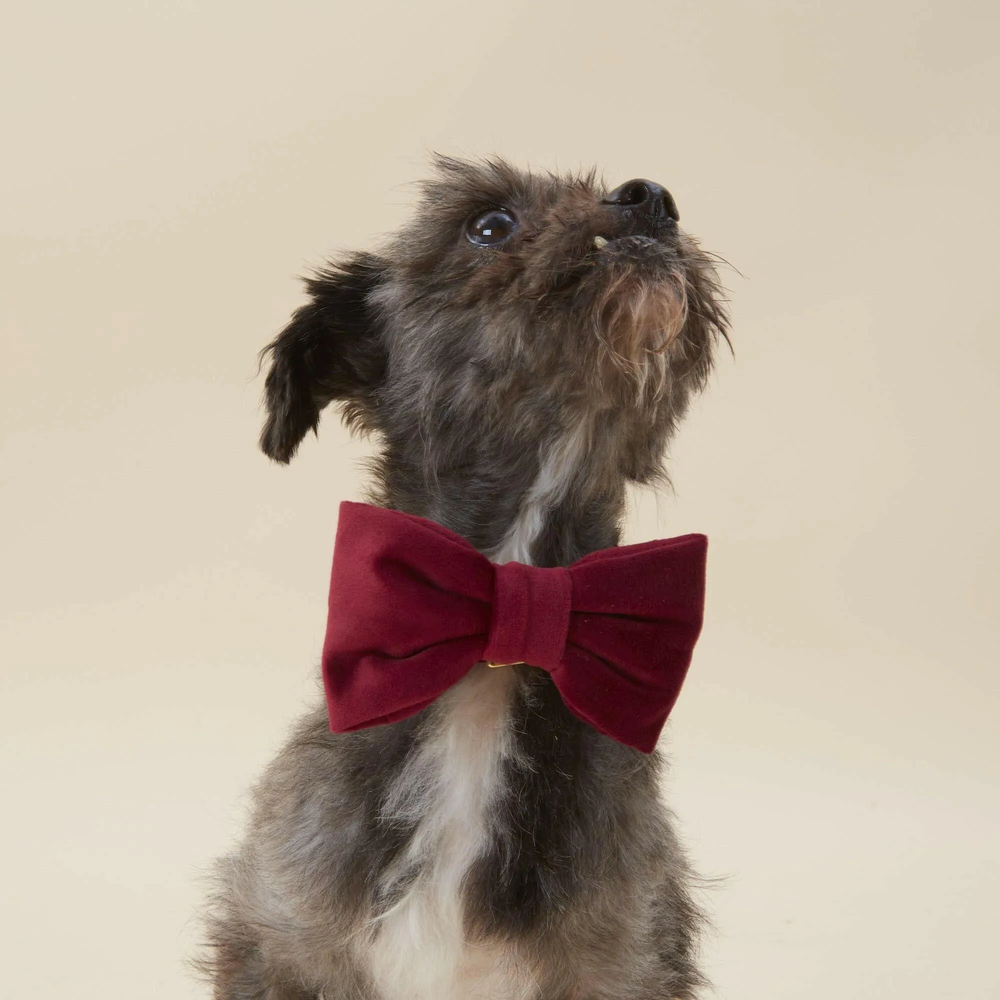 The Foggy Dog Bow Tie - Burgundy Velvet